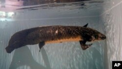 Methuselah, a 4-foot-long, 40-pound Australian lungfish that was brought to the California Academy of Sciences in 1938 from Australia, swims in its tank in San Francisco, Monday, Jan. 24, 2022. (AP Photo/Jeff Chiu)