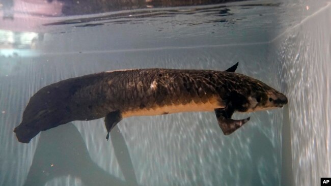 Methuselah, a 4-foot-long, 40-pound Australian lungfish that was brought to the California Academy of Sciences in 1938 from Australia, swims in its tank in San Francisco, Monday, Jan. 24, 2022. (AP Photo/Jeff Chiu)