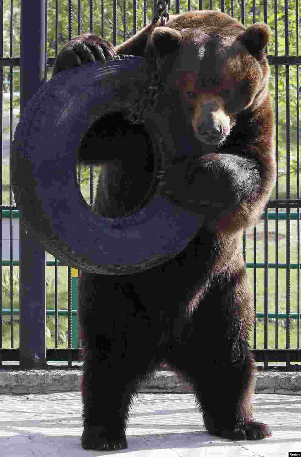 Buyan, a 15-year-old male Siberian brown bear, plays with a tire inside an open-air cage at the Royev Ruchey Zoo in the Siberian city of Krasnoyarsk, Russia.