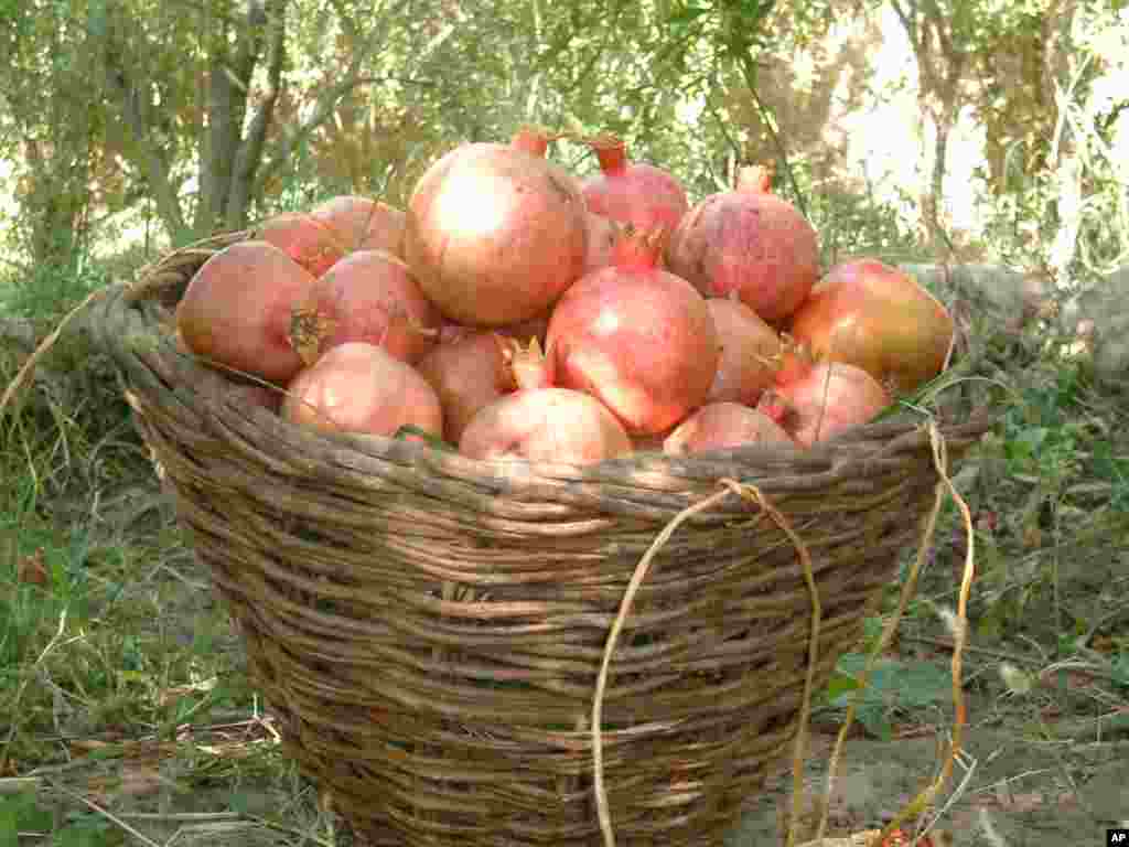 شیوع یک مرض در قندهار به باغ های انار اسیب بزرگ رسانده است