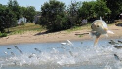 Impact of Invasive Species