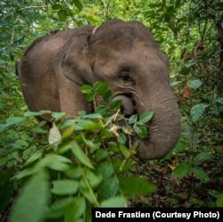 Gajah Sumatera di Bentang Seblat, Bengkulu. (Foto courtesy: Bruce Levick/Koalisi Penyelamat Bentang Seblat)