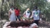 Tim dokter hewan BKSDA Aceh melakukan nekropsi terhadap harimau Sumatra yang ditemukan mati di Aceh Selatan, Senin 29 Juni 2020. (Foto: Courtesy/BKSDA Aceh)