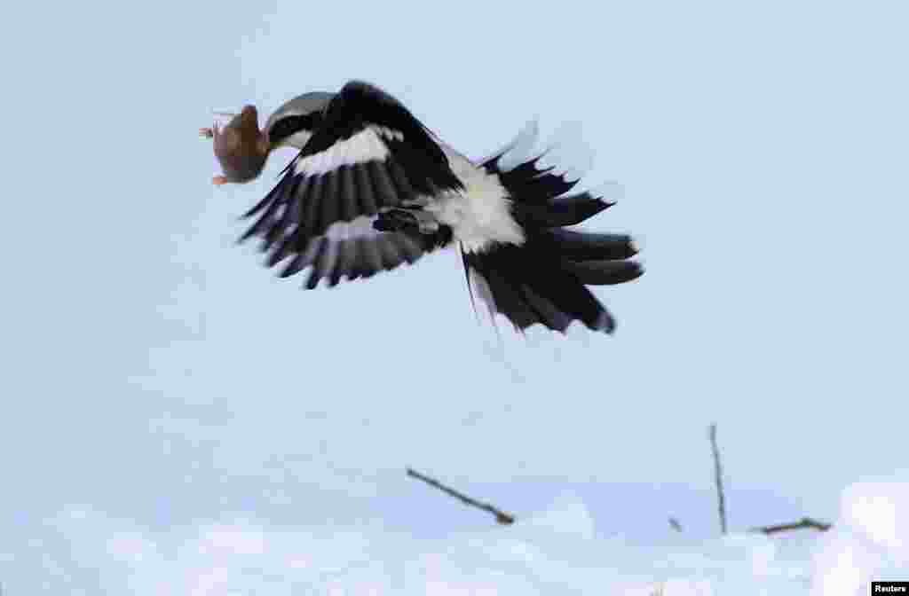 A great grey shrike grabs a mouse in a field near the village of Vasilkova, Belarus, Jan. 16, 2017.