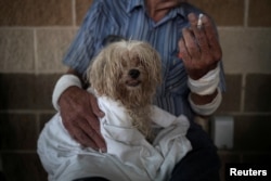 FILE - Bentley, a 10-year-old maltese, takes refuge with his owner in a school after they lost their home to Hurricane Harvey in Rockport, Texas, Aug. 26, 2017.