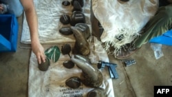 FILE - Cut off rhino horns are weighed and stored at John Hume's Rhino Ranch in Klerksdorp, in the North Western Province of South Africa, on Feb. 3, 2016. 