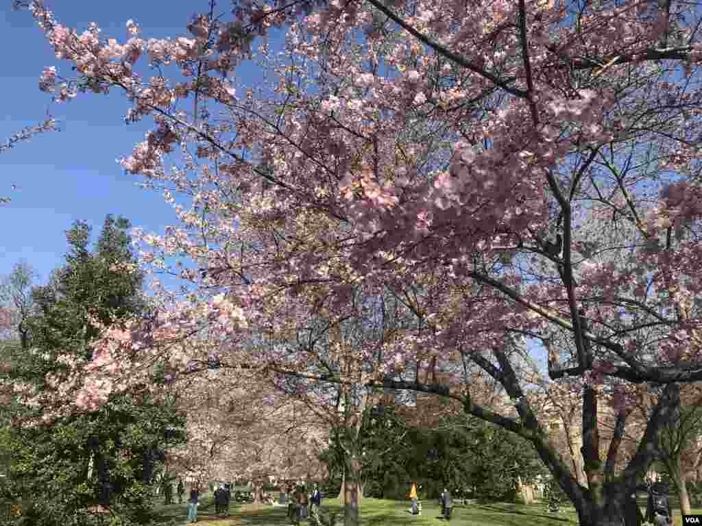 3月31日复活节周末，华盛顿樱花开始盛放，游人如织。