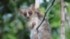 Three New Species of Mouse Lemurs Discovered