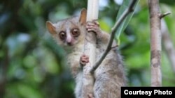 Microcebus ganzhorni, a new species of mouse lemurs discovered by scientists at UK, the German Primate Center and Duke Lemur Center. Photo by Giuseppe Donati.