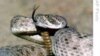 Steps Urged to Prevent Snakebites, Improve Treatments