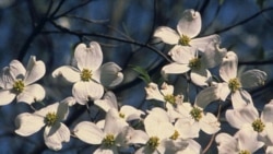 Dogwood blossoms in the Great Smoky Mountains National Park near Gatlinburg, Tennessee