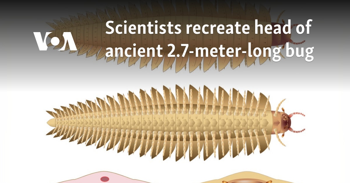 Scientists recreate head of ancient 2.7-meter-long bug