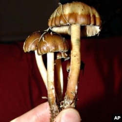 UCLA researchers found the psychedelic compound, psilocybin - found naturally in certain mushrooms - can ease end-of-life anxiety in cancer patients.
