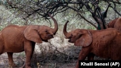 Baby elephants play at the David Sheldrick Wildlife Trust Elephant Orphanage in Nairobi, Kenya