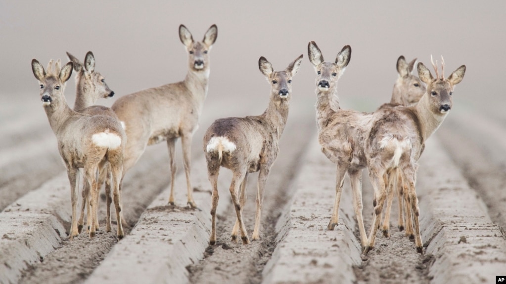 On April 10, 2019, these deer were photographed early one morning in a field near Hildesheim, Germany. And they kind of have the "stare" that deer are known for – "caught in headlights." (Photo: by Moritz Frankenberg/dpa via AP)