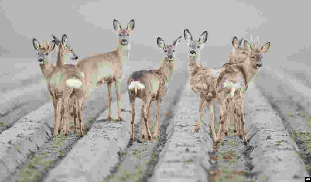 Deer are seen on a field near Hildesheim, Germany.