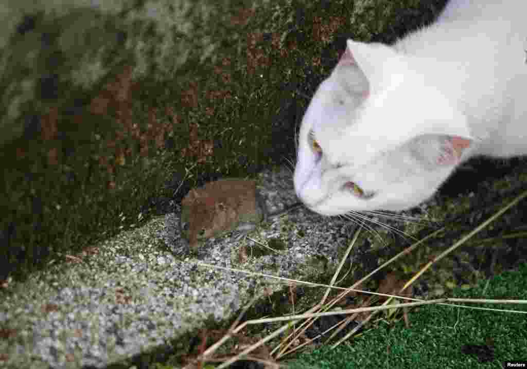 A cat plays with a mouse in a courtyard in Medvode, Slovania.