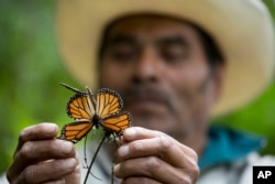 FILE - A guide holds up a damaged and dying butterfly at the monarch butterfly reserve in Piedra Herrada, Mexico, Nov. 12, 2015.