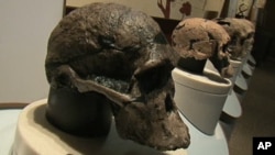 Human skulls on display at the Smithsonian Institution's Natural Museum of Natural History