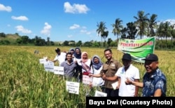 Panen raya padi metode SRI di Sumba Timur, Kamis 25 April 2019. (courtesy: Bayu Dwi)