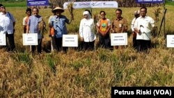 Gubernur Jawa Timur Khofifah Indar Parawansa memanen padi ratun R5 di Puspa Agro, Sidoarjo, yang dipercaya mampu mengatasi masalah ketersediaan pangan nasional (foto: VOA/Petrus Riski)