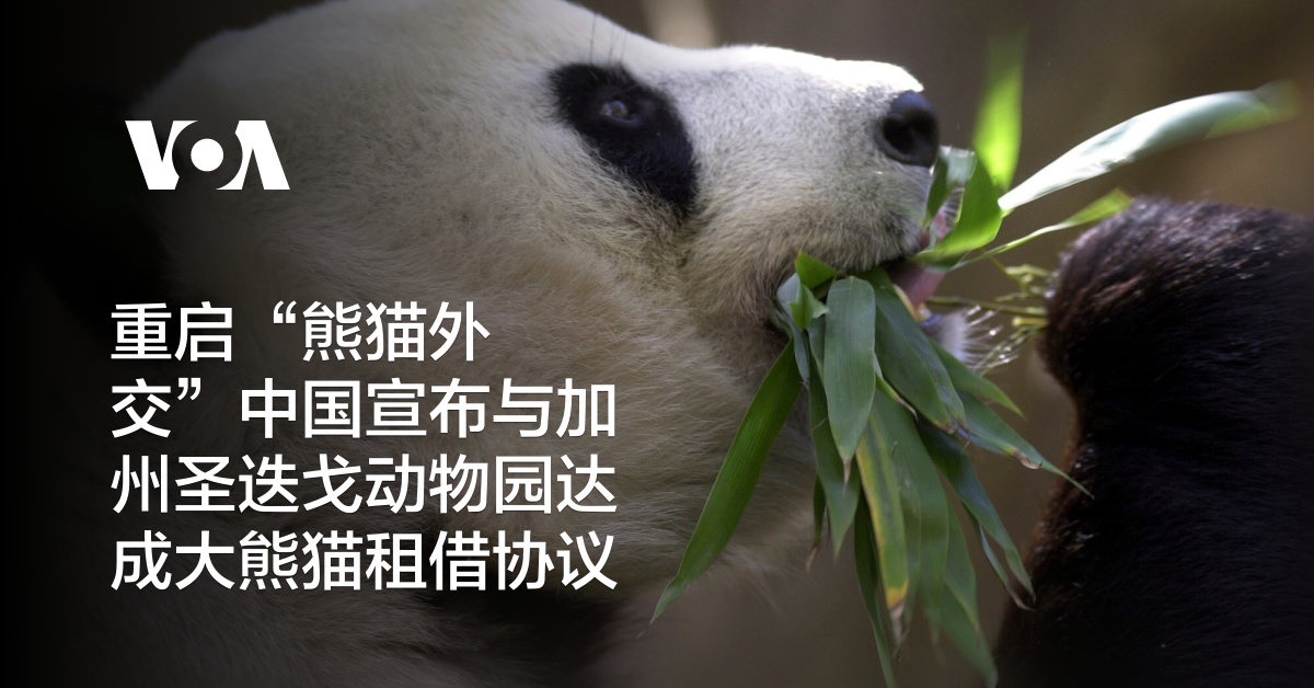 重启“熊猫外交”中国宣布与加州圣迭戈动物园达成大熊猫租借协议