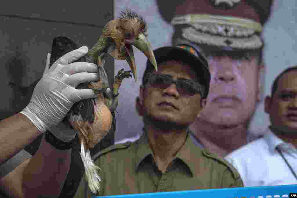 An Indonesian official displays a seized baby wreathed hornbill during a press conference in Surabaya, East Java. Authorities said early January they had seized 27 cockatoo parrots and dozens of other animals sold online, as the country battles to clamp down on illegal wildlife trade.