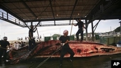 Baird's Beaked whale butchered in Wada, Japan, June 2007 (file photo).
