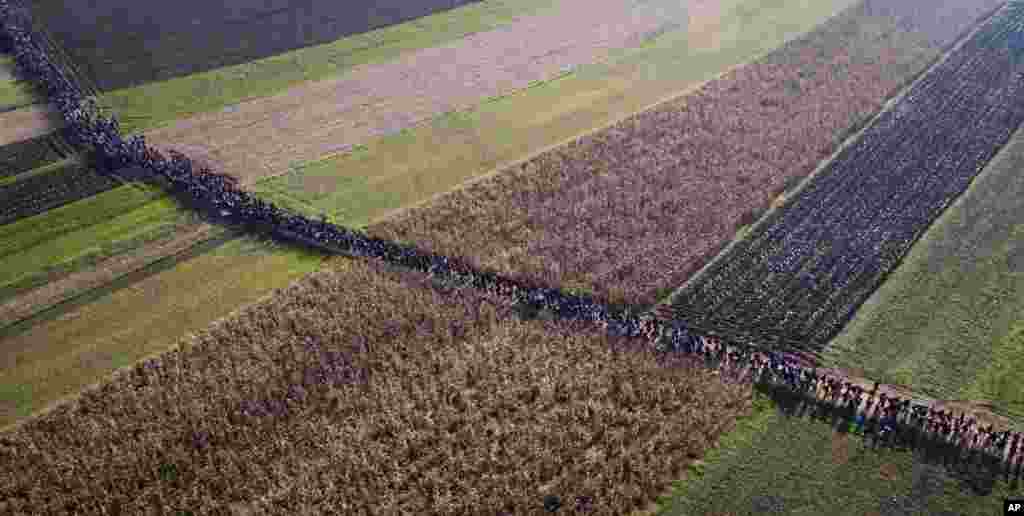 A column of migrants moves through fields after crossing from Croatia, in Rigonce, Slovenia. Thousands of people are trying to reach central and northern Europe via the Balkans, but often have to wait for days in mud and rain at the Serbian, Croatian and Slovenian borders.