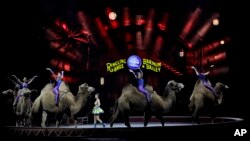 Ringling Bros. and Barnum & Bailey performers ride camels during a performance, Jan. 14, 2017, in Orlando, Fla. The Ringling Bros. and Barnum & Bailey Circus will end the "The Greatest Show on Earth" in May, following a 146-year run of performances. 