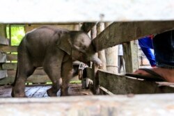 Bayi gajah di Alue Meuraksa, Aceh Jaya di kandangnya setelah diamputasi separuh belalainya hari Senin (15/11).