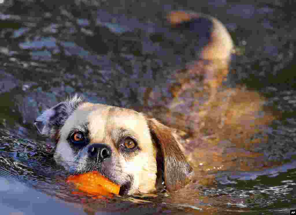 شنا کردن یک سگ در رود &laquo;نیدا&raquo; در حومه فرانکفورت آلمان. &nbsp; 