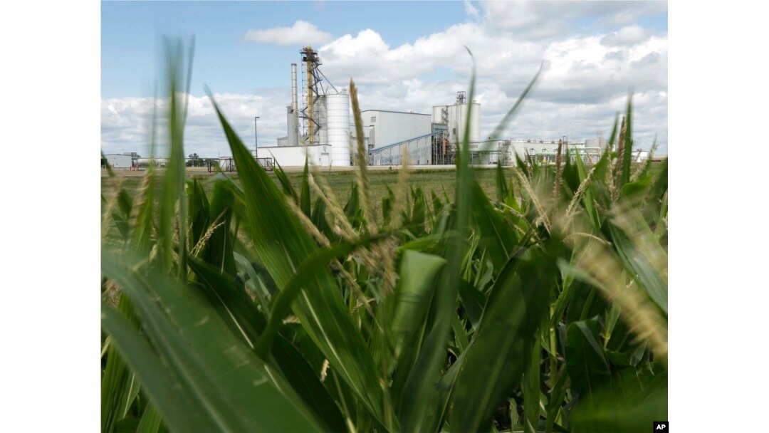 Pabrik etanol berdiri di samping ladang jagung dekat Nevada, Iowa, sebagai ilustrasi. (Foto: AP)