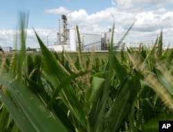 Pabrik etanol berdiri di samping ladang jagung dekat Nevada, Iowa, sebagai ilustrasi. (Foto: AP)