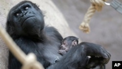 24-year-old gorilla Shinda holds her newborn baby at the Zoo in Prague, Czech Republic, Sunday, April 24, 2016. Shinda gave a birth to her first child on April 23. (AP)