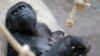 Gorilla at Prague Zoo Has Surprise Baby