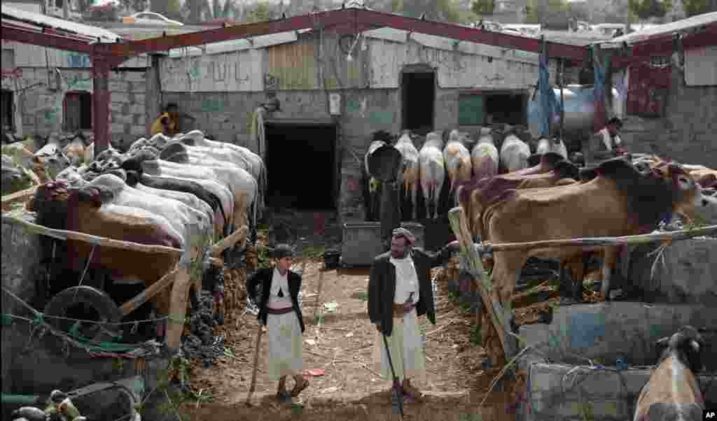 Para pedagang ternak di Yaman menunggu pembeli menjelang hari raya Idul-Adha di pasar hewan di ibukota Sana&#39;a.
