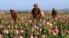 UN Reports Increase in Afghan Opium Poppy Cultivation Area 