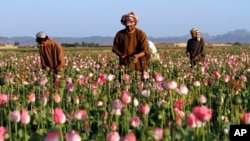 FILE - farmers harvest raw opium at a poppy field in the Zhari district of Kandahar province, Afghanistan. 