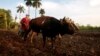As US Food Sales to Cuba Slow, Farmers Seek End to Embargo