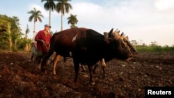 FILE - A farmer plows the land with two oxen in La Lisa on the outskirts of Havana. 