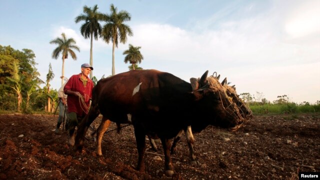 Un agricultor prepara una parcela de tierra para sembrar con dos bueyes en La Lisa, en las afueras de La Habana, Cuba.