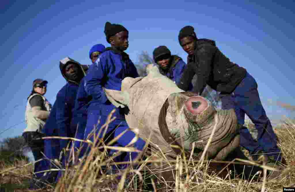 남아프리카 공화국 클레르크스도르프 농장 관계자들이 마취된 멸종 위기종 코뿔소를 붙잡고 있다. 뿔이 제거된 상태다. &nbsp;