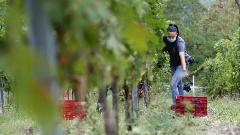 Harvest Workers Among COVID World’s Last Normal Travelers