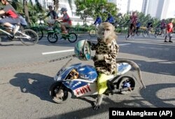 A trained monkey sits on a wooden copy of a racing motorbike as cyclists ride past in Jakarta, Indonesia, Sunday, May 30, 2010. (AP Photo/Dita Alangkara)