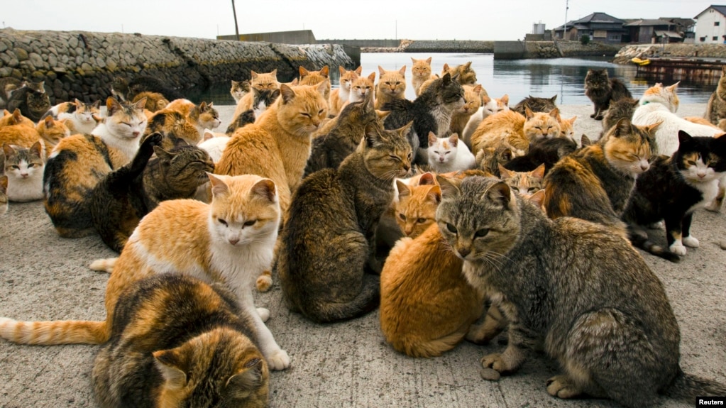 The Migration of Cats