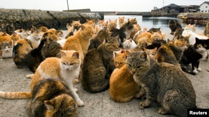 Cats have taken over this island in Japan