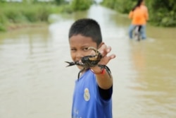 A boy and his crab just grabbed from a flooded road in Spean Tmor commune, Dangkoa district, Phnom Penh, Cambodia, on Oct. 14, 2020. (Malis Tum/VOA Khmer)