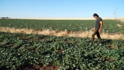 17 Haziran 2021 - Suriye’deki iç savaştan kaçarak Türkiye’ye yerleşen çiftçi Heysam Ali