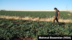 17 Haziran 2021 - Suriye’deki iç savaştan kaçarak Türkiye’ye yerleşen çiftçi Heysam Ali